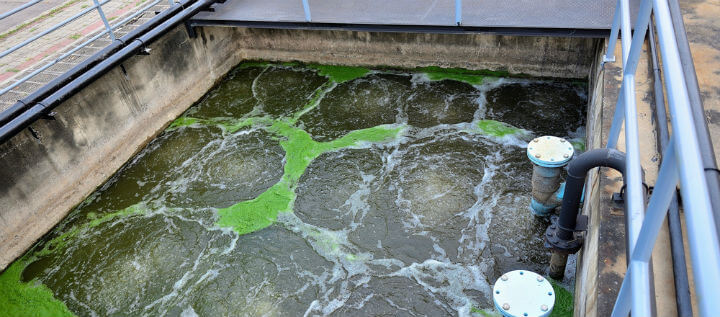 microorganisms used in wastewater treatment